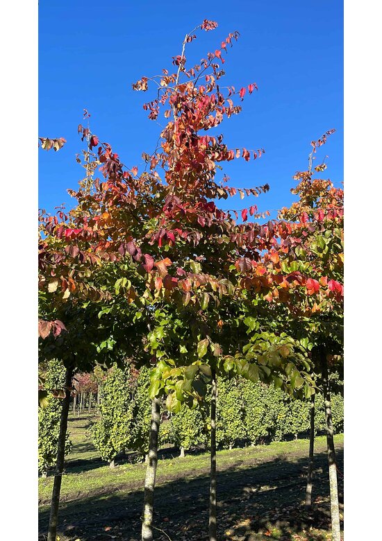 Persischer Eisenholzbaum | Parrotia persica