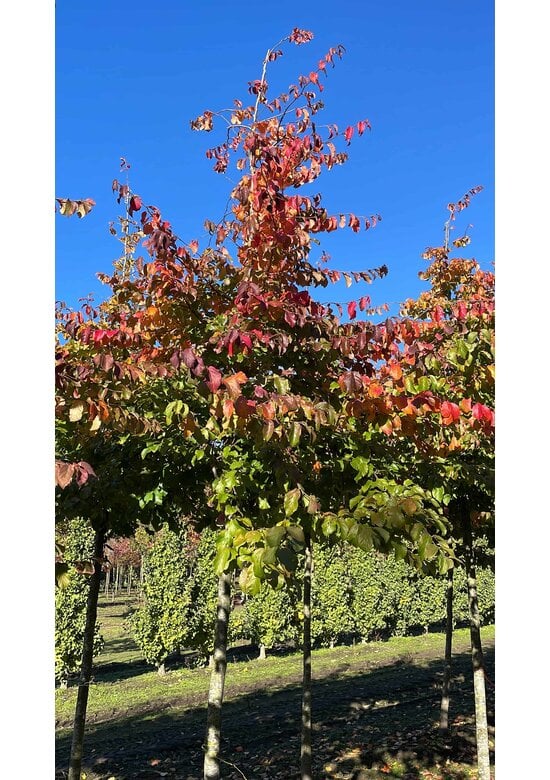 Persischer Eisenholzbaum | Parrotia persica