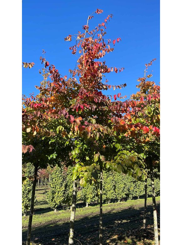 Eisenholzbaum | Parrotia persica Eisenholzbaum | Parrotia persica