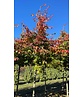 Persischer Eisenholzbaum | Parrotia persica