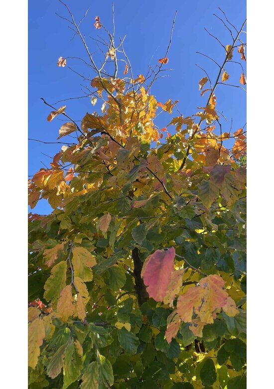 Persischer Eisenholzbaum | Parrotia persica