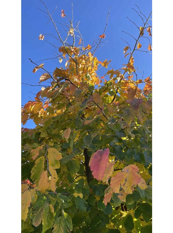Eisenholzbaum | Parrotia persica Eisenholzbaum | Parrotia persica