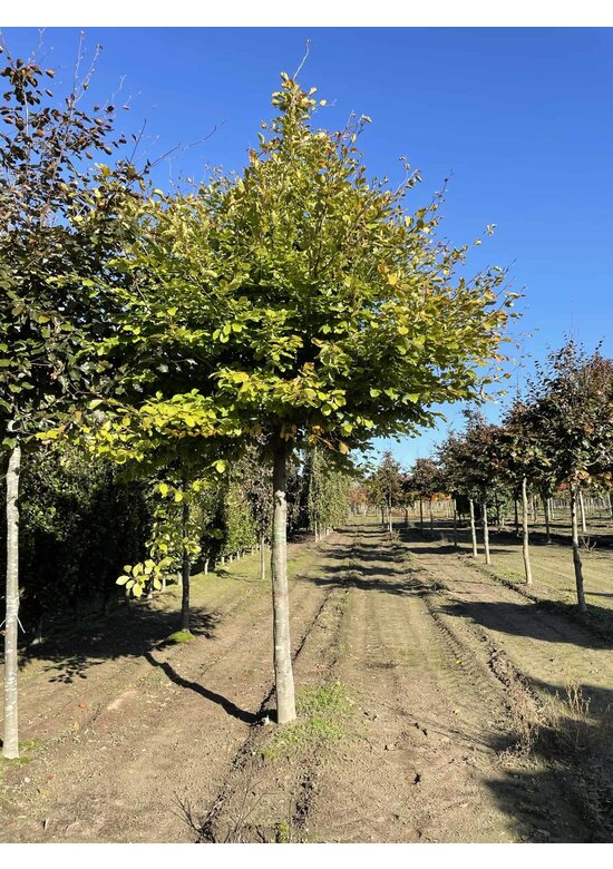 Rotbuche | Fagus sylvatica