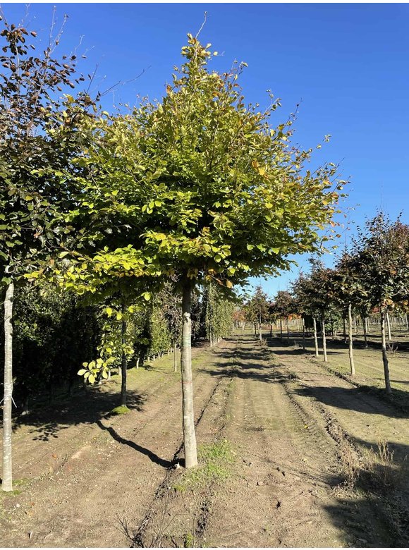 Rotbuche | Fagus sylvatica Rotbuche | Fagus sylvatica