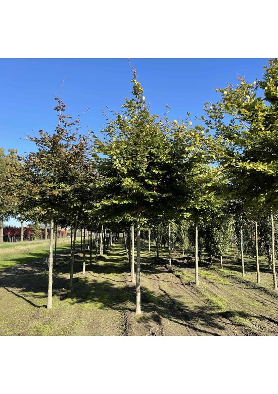 Rotbuche | Fagus sylvatica