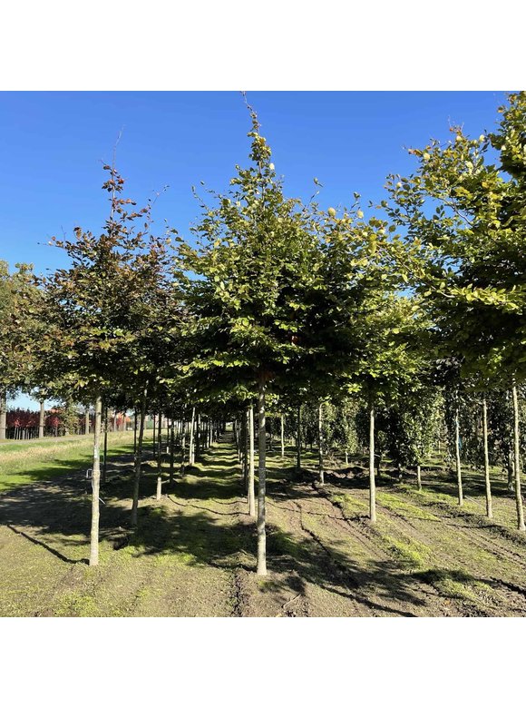Rotbuche | Fagus sylvatica Rotbuche | Fagus sylvatica