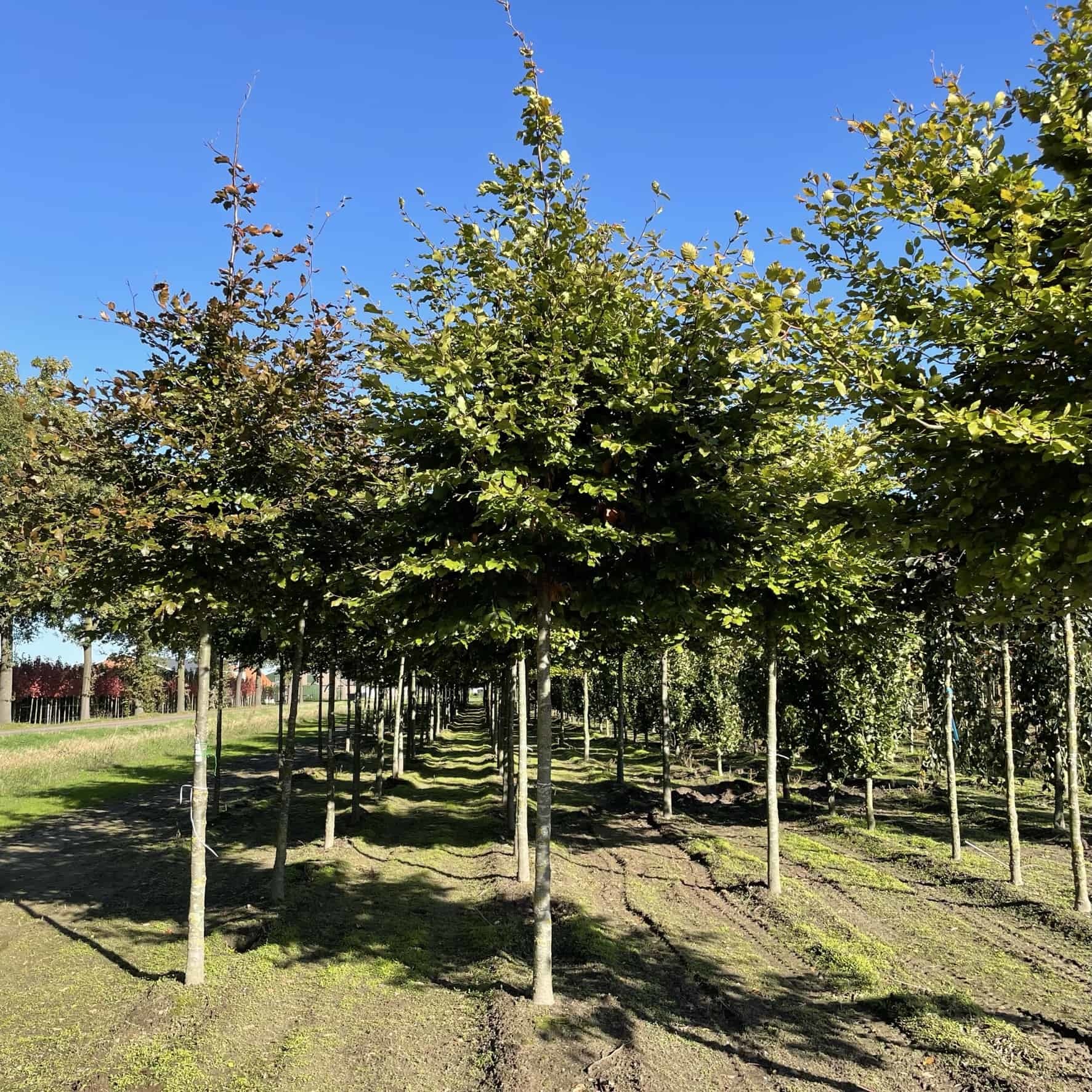 Rotbuche kaufen? Perfekt für jeden Garten Venovi