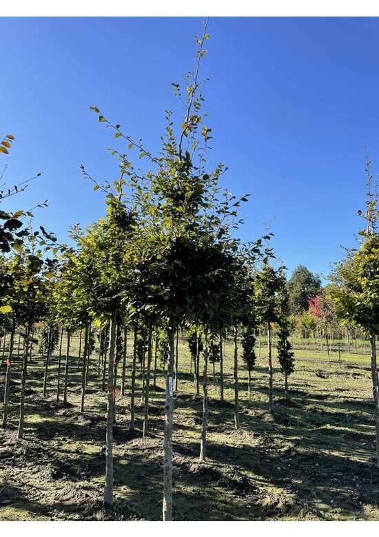 Rotbuche | Fagus sylvatica
