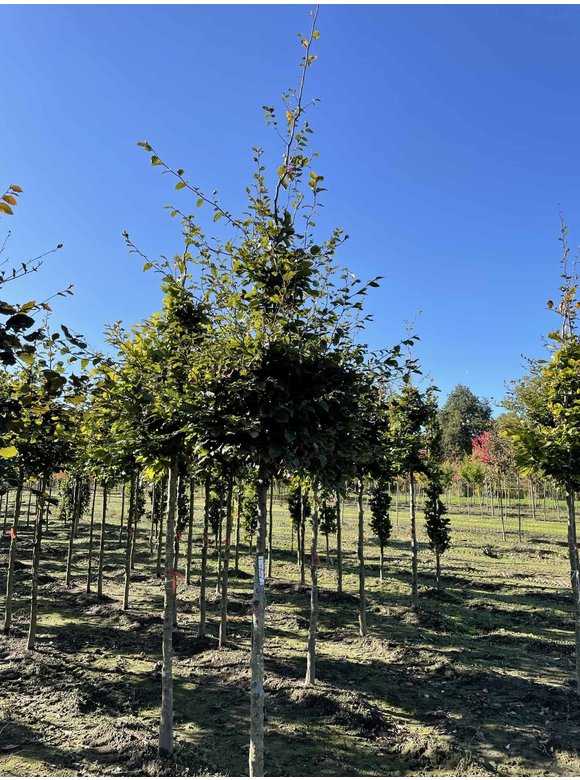 Rotbuche | Fagus sylvatica Rotbuche | Fagus sylvatica