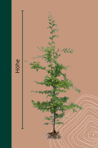 Hainbuche Hecke Wurzelware | Carpinus betulus Hainbuche Hecke Wurzelware | Carpinus betulus