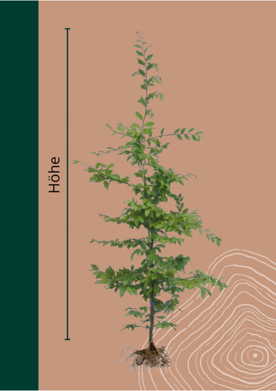 Hainbuche Hecke Wurzelware | Carpinus betulus