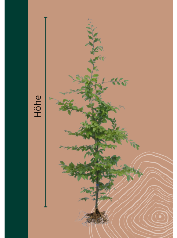 Hainbuche Wurzelware | Carpinus betulus Hainbuche Wurzelware | Carpinus betulus