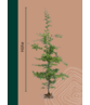 Hainbuche Hecke Wurzelware | Carpinus betulus