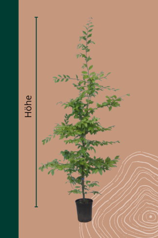 Hainbuche Hecke | Carpinus betulus Hainbuche Hecke | Carpinus betulus