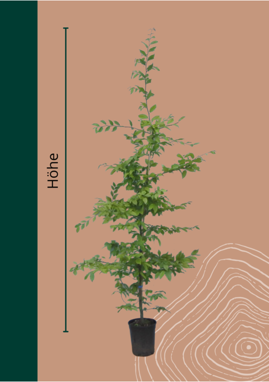 Hainbuche Hecke | Carpinus betulus
