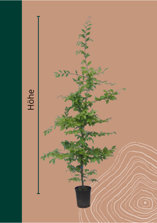Hainbuche Hecke | Carpinus betulus