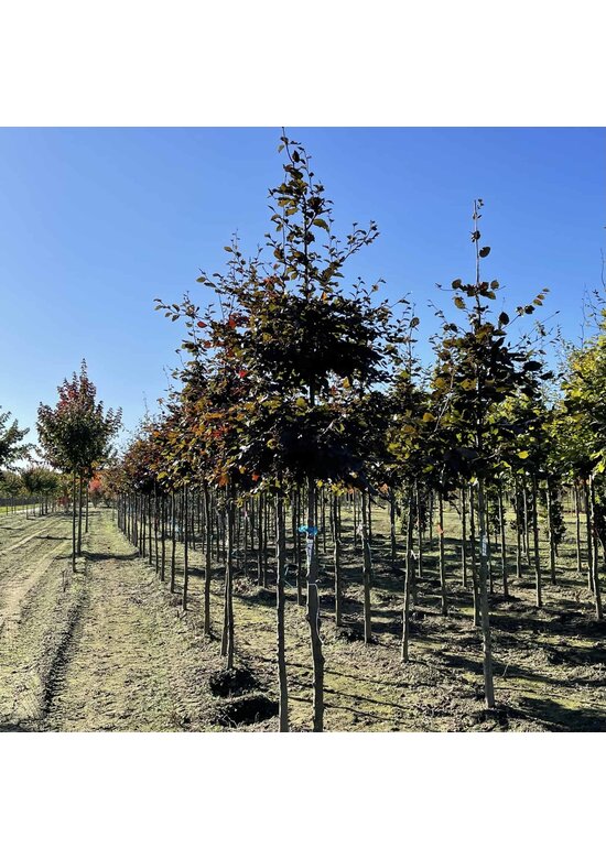 Blutbuche baum 'Atropunicea' | Fagus sylvatica 'Atropunicea' Blutbuche baum 'Atropunicea' | Fagus sylvatica 'Atropunicea'