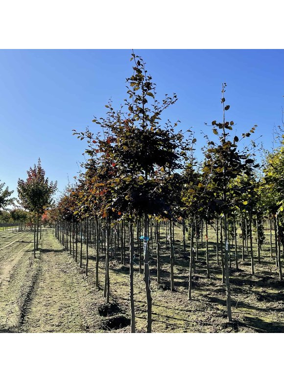 Blutbuche 'Atropunicea' | Fagus sylvatica 'Atropunicea' Blutbuche 'Atropunicea' | Fagus sylvatica 'Atropunicea'