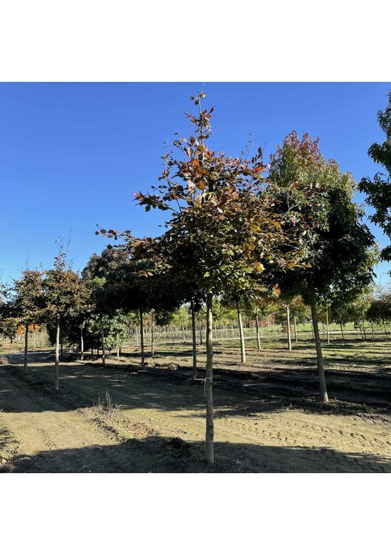 Blutbuche baum 'Atropunicea' | Fagus sylvatica 'Atropunicea' Blutbuche baum 'Atropunicea' | Fagus sylvatica 'Atropunicea'