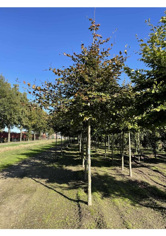 Blutbuche baum 'Atropunicea' | Fagus sylvatica 'Atropunicea'