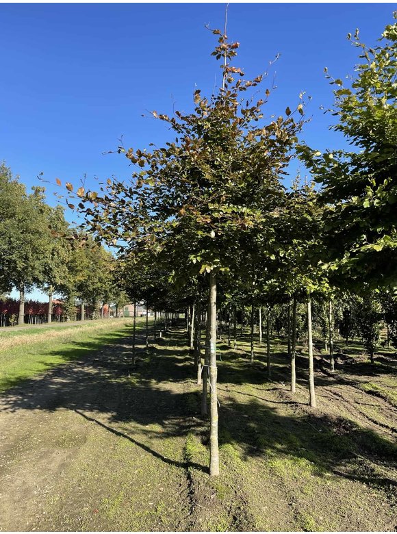 Blutbuche 'Atropunicea' | Fagus sylvatica 'Atropunicea' Blutbuche 'Atropunicea' | Fagus sylvatica 'Atropunicea'