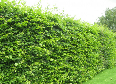 Hainbuchenhecke Hainbuchenhecke