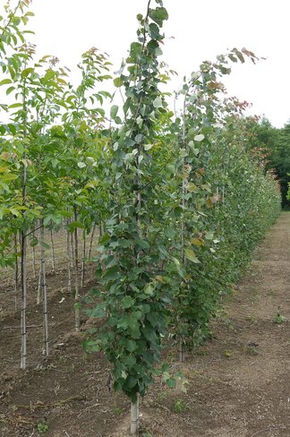 Säulen-Zitterpappel - Stammbusch | Populus tremula 'Erecta'