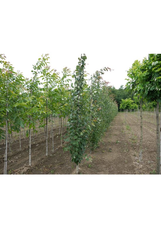 Säulen-Zitterpappel - Stammbusch | Populus tremula 'Erecta'