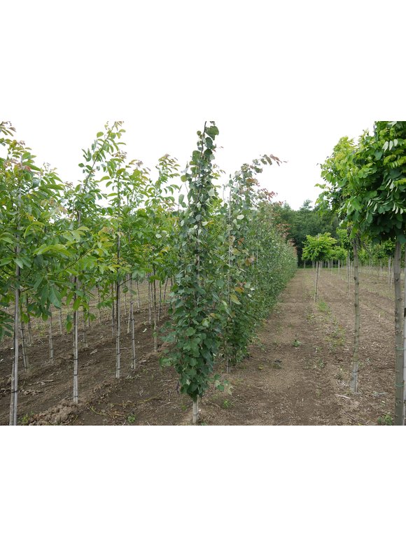 Säulen-Zitterpappel - Stammbusch | Populus tremula 'Erecta' Säulen-Zitterpappel - Stammbusch | Populus tremula 'Erecta'
