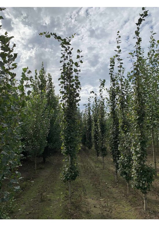 Säulen-Zitterpappel - Stammbusch | Populus tremula 'Erecta'