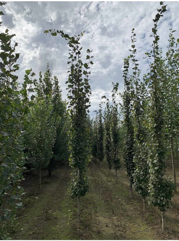Säulen-Zitterpappel - Stammbusch | Populus tremula 'Erecta' Säulen-Zitterpappel - Stammbusch | Populus tremula 'Erecta'