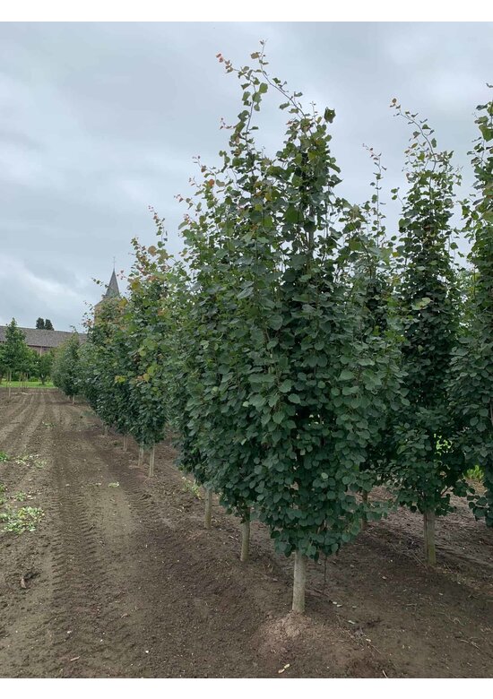 Säulen-Zitterpappel - Stammbusch | Populus tremula 'Erecta'