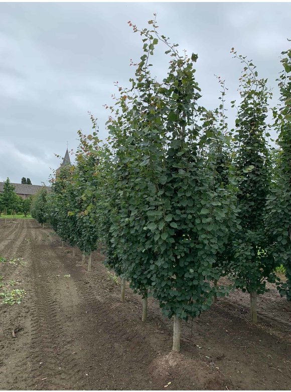 Säulen-Zitterpappel - Stammbusch | Populus tremula 'Erecta' Säulen-Zitterpappel - Stammbusch | Populus tremula 'Erecta'