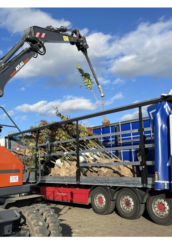 Säulen-Zitterpappel - Stammbusch | Populus tremula 'Erecta'