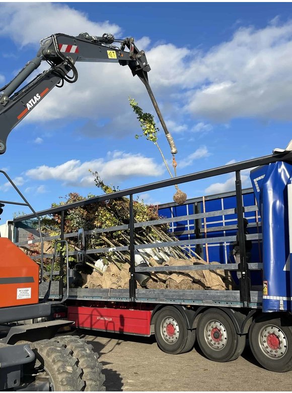 Gemeine Esche | Fraxinus excelsior Gemeine Esche | Fraxinus excelsior