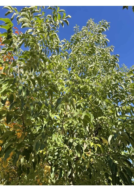 Bienenbaum | Tetradium daniellii - Euodia daniellii