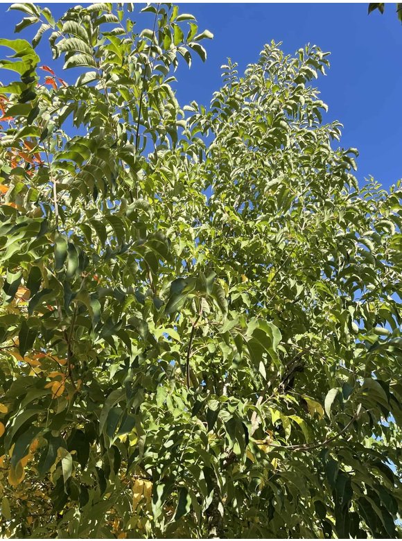 Bienenbaum - Tausendblütenstrauch - Honigesche | Tetradium daniellii - Euodia daniellii Bienenbaum - Tausendblütenstrauch - Honigesche | Tetradium daniellii - Euodia daniellii