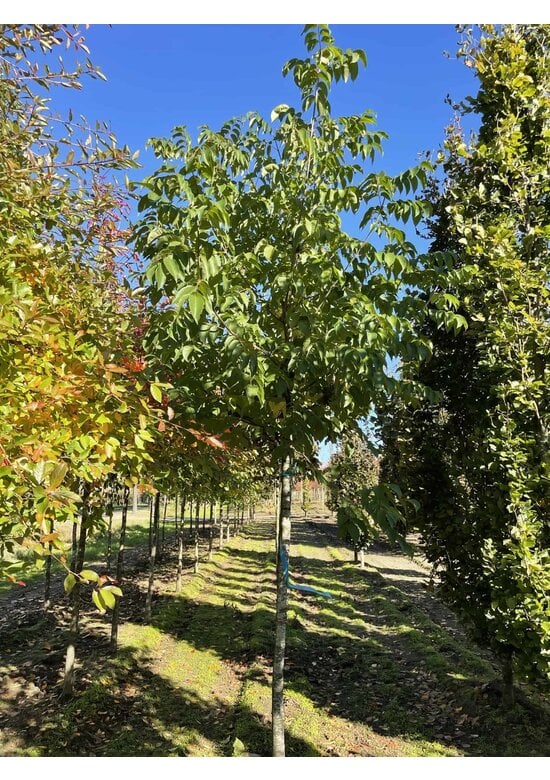 Bienenbaum | Tetradium daniellii - Euodia daniellii