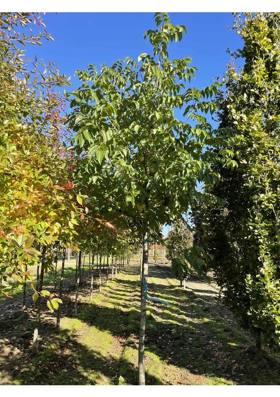 Bienenbaum | Tetradium daniellii - Euodia daniellii