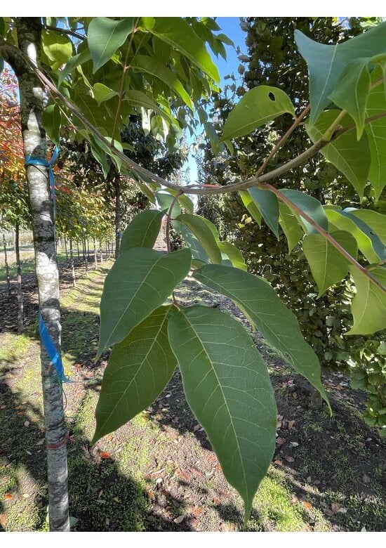 Bienenbaum | Tetradium daniellii - Euodia daniellii