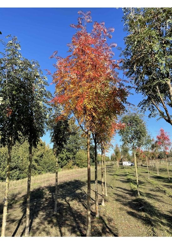 Gelbe Eberesche 'Golden Wonder' | Sorbus arnoldiana 'Golden Wonder'