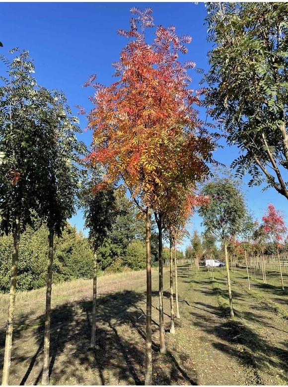 Gelbe Eberesche 'Golden Wonder' | Sorbus arnoldiana 'Golden Wonder' Gelbe Eberesche 'Golden Wonder' | Sorbus arnoldiana 'Golden Wonder'
