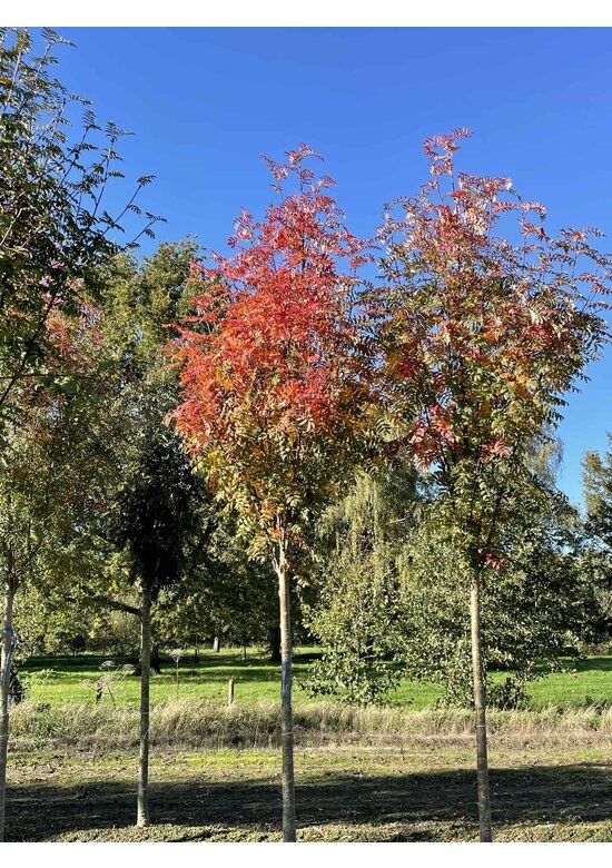Gelbe Eberesche 'Golden Wonder' | Sorbus arnoldiana 'Golden Wonder' Gelbe Eberesche 'Golden Wonder' | Sorbus arnoldiana 'Golden Wonder'