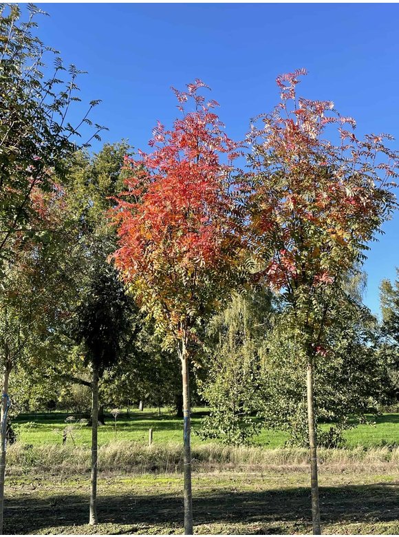 Gelbe Eberesche 'Golden Wonder' | Sorbus arnoldiana 'Golden Wonder' Gelbe Eberesche 'Golden Wonder' | Sorbus arnoldiana 'Golden Wonder'