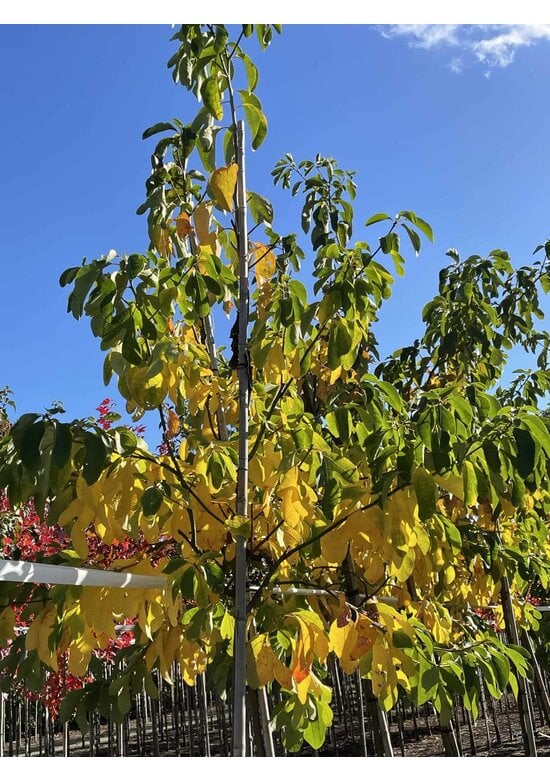 Fenchelholzbaum | Sassafras albidum