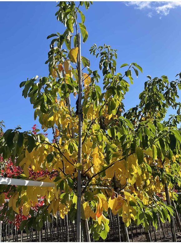 Nordamerikanischer Baum - Fenchelholzbaum | Sassafras albidum Nordamerikanischer Baum - Fenchelholzbaum | Sassafras albidum