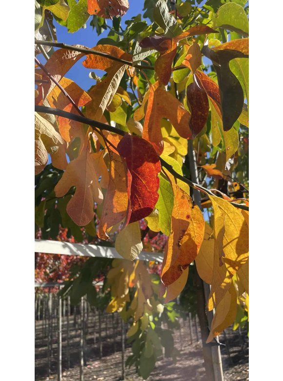 Nordamerikanischer Baum - Fenchelholzbaum | Sassafras albidum Nordamerikanischer Baum - Fenchelholzbaum | Sassafras albidum