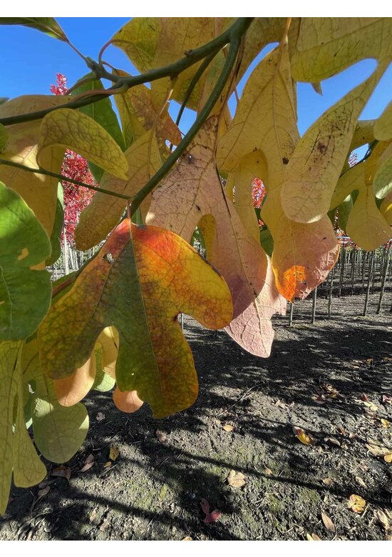 Fenchelholzbaum | Sassafras albidum Fenchelholzbaum | Sassafras albidum