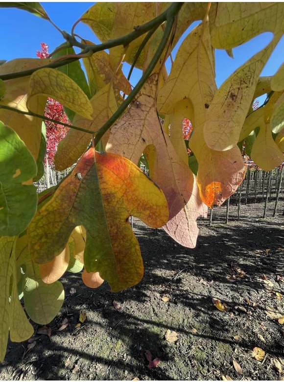 Nordamerikanischer Baum - Fenchelholzbaum | Sassafras albidum Nordamerikanischer Baum - Fenchelholzbaum | Sassafras albidum