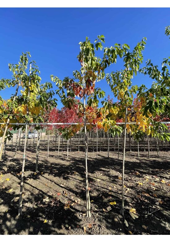 Fenchelholzbaum | Sassafras albidum Fenchelholzbaum | Sassafras albidum